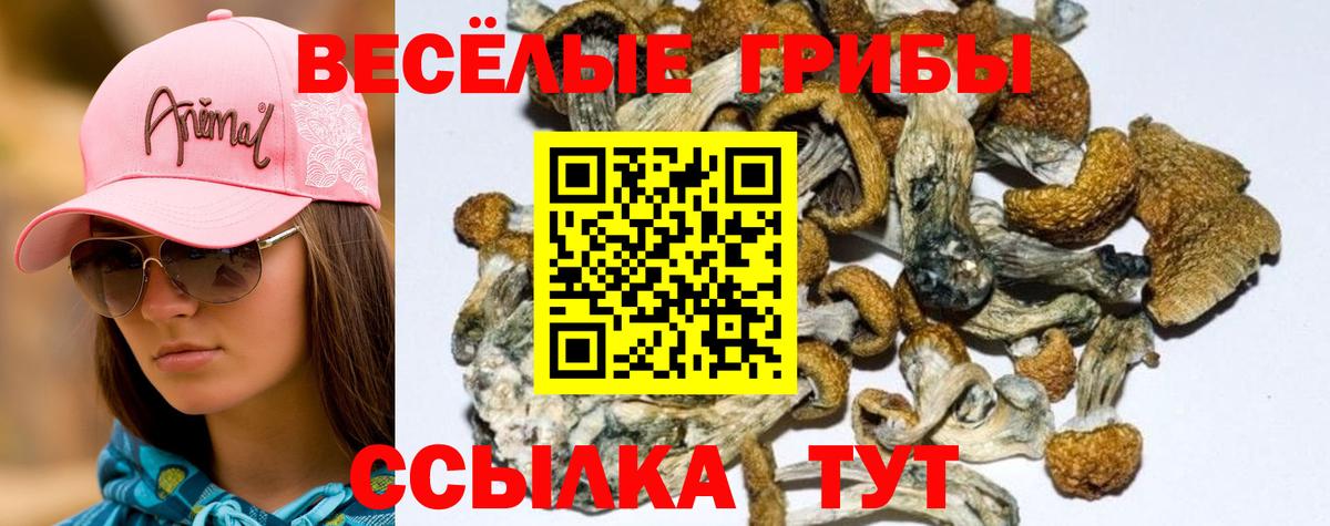 Псилоцибиновые грибы Cubensis  Псилоцибиновые грибы прущие грибы  Вход с VPN  Ликино-Дулёво 